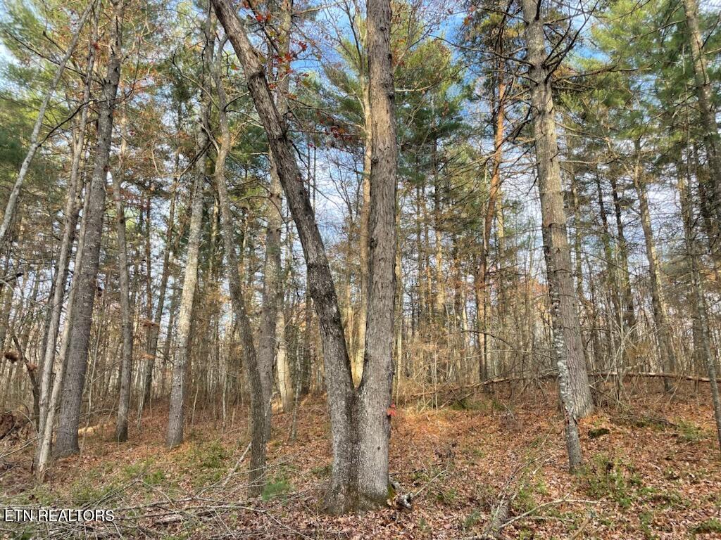 240 Perkins Trail Deer Lodge, TN 37726 - Photo 22 of 26 1000005578