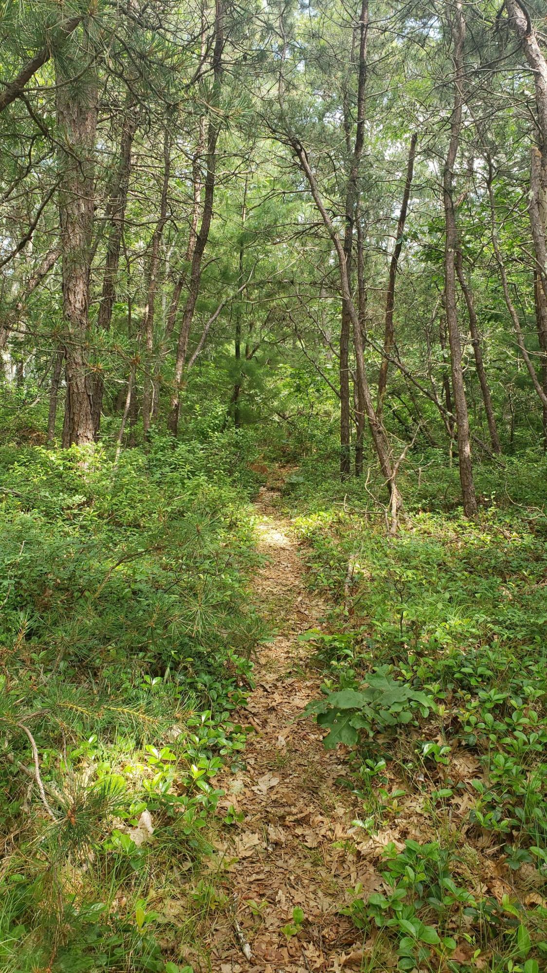 43 Quaker Run Road Mashpee, MA 02649 - Photo 8 of 10 Path to River