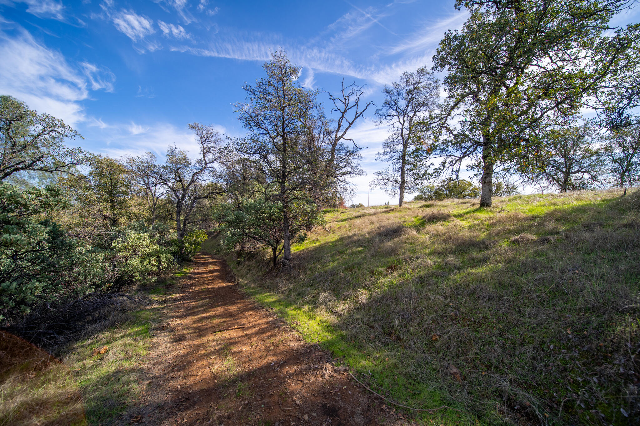 0 Weseman Road Redding, CA 96001 - Photo 9 of 19 a view of a yard with trees