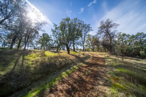a view of dirt yard with large trees