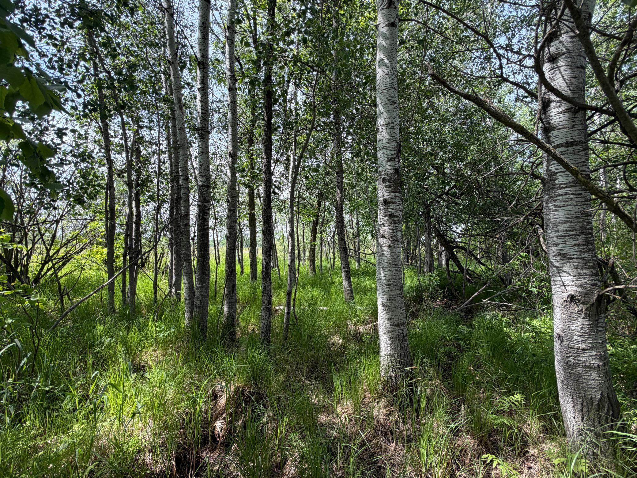 Tbd-b 180th Street Milaca, MN 56353 - Photo 17 of 80