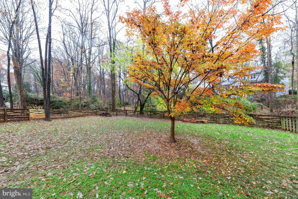 9944 Murnane Street Vienna, VA 22181 - Photo 3 of 42 Nature at it's best