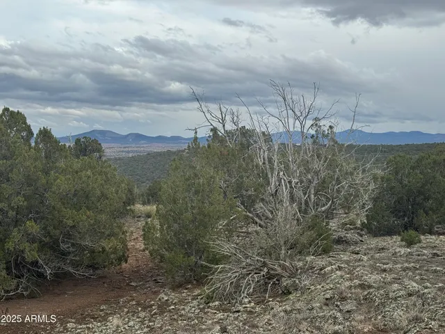 a view of a dry yard
