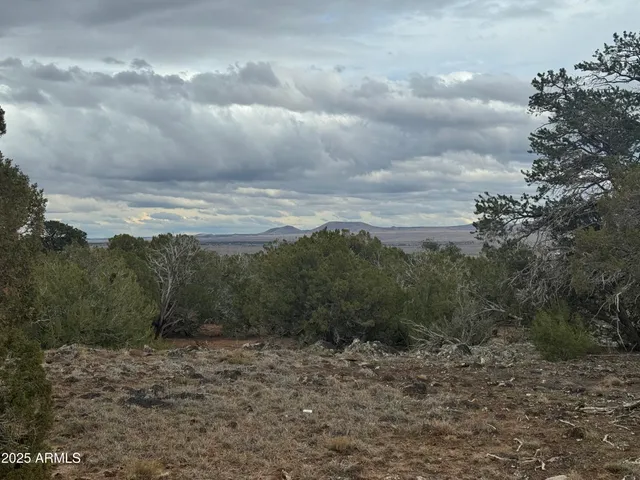 a view of a yard with a tree