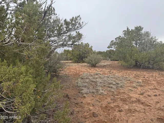 a view of dirt yard with a tree