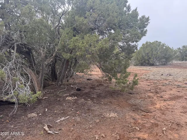 a view of a field with trees in the background