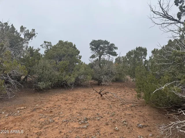 a view of a dry yard with trees