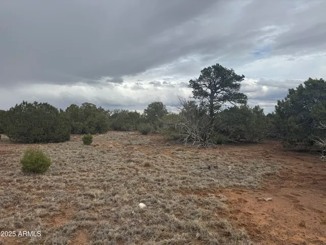 a view of a dry yard with trees