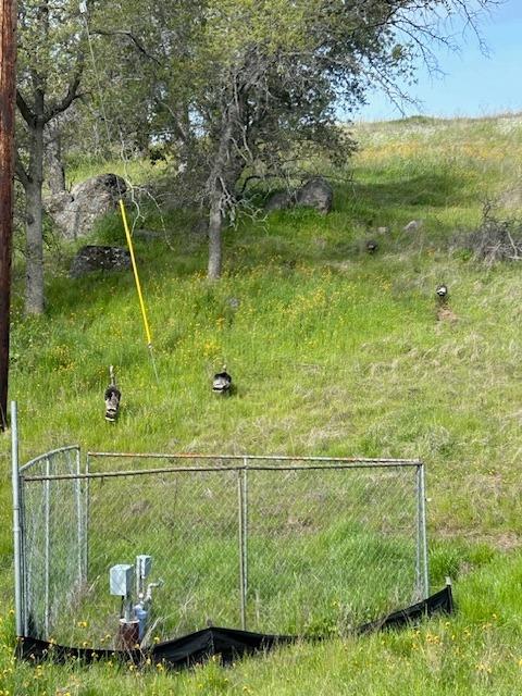 23710 Loper Valley Road Prather, CA 93651 - Photo 16 of 35 Yes. Those are wild turkeys