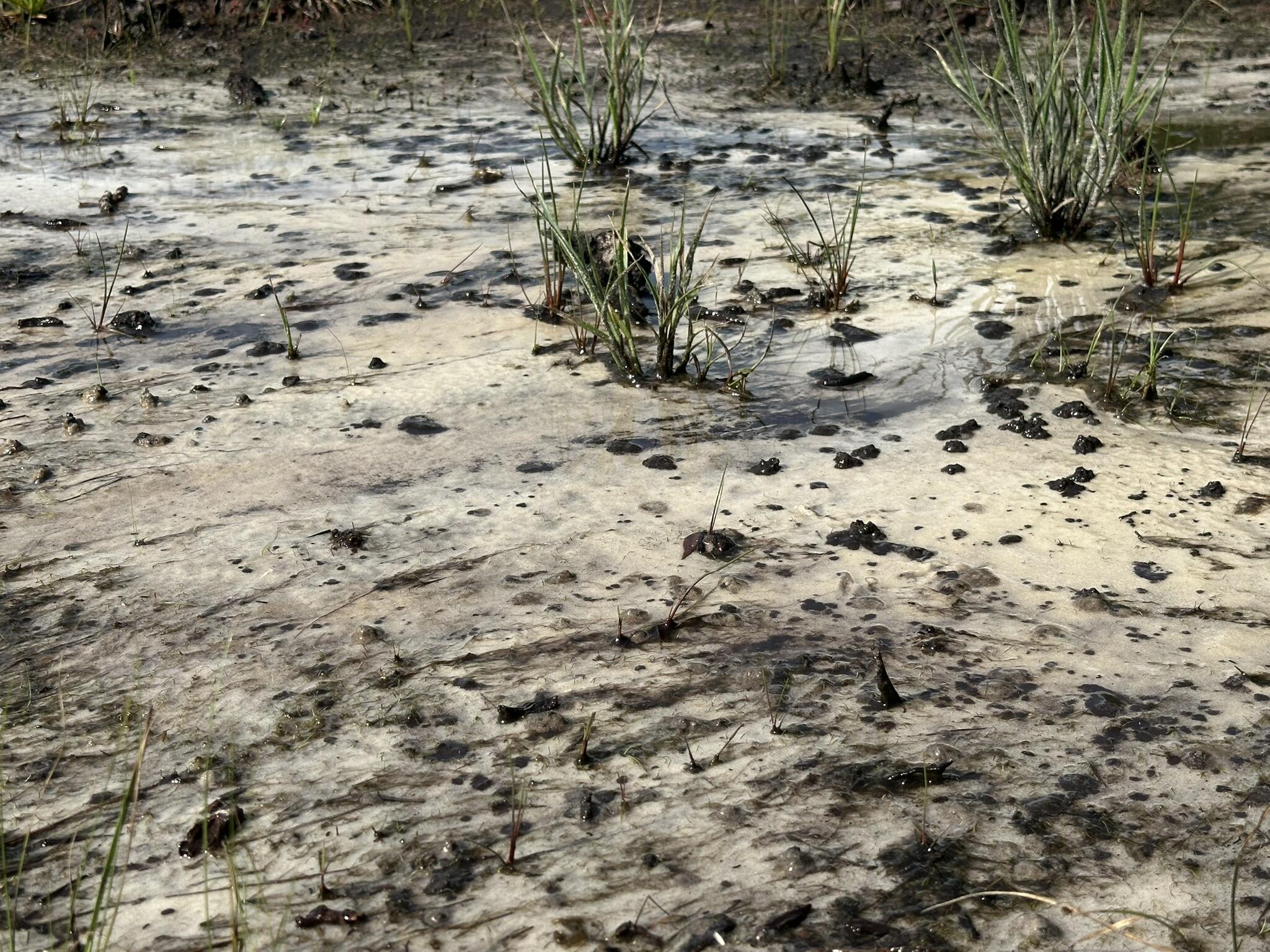 Parcel A Old River Road Baker, FL 32531 - Photo 5 of 12 a view of a yard