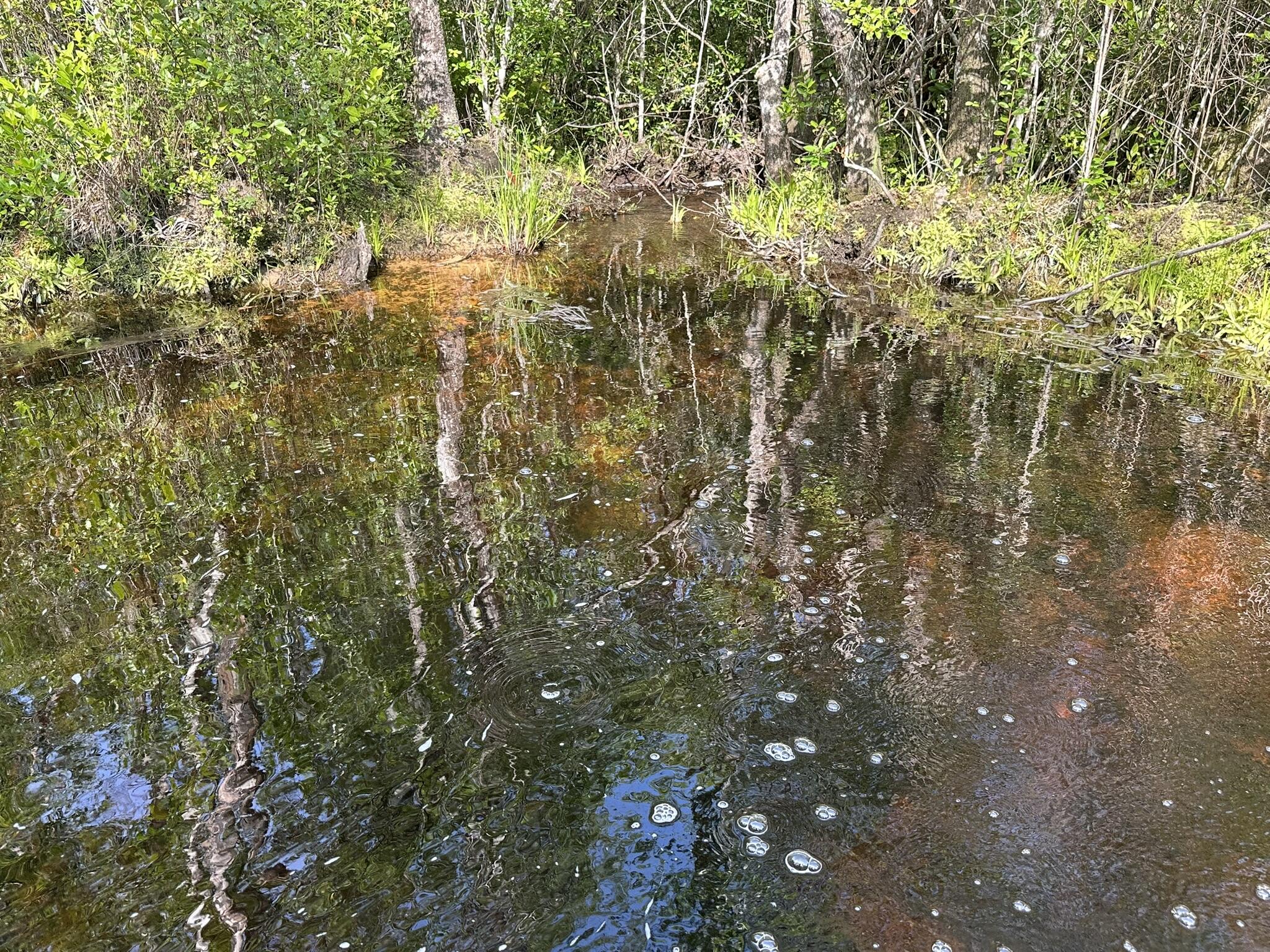 Parcel A Old River Road Baker, FL 32531 - Photo 10 of 12 a close up of a tree
