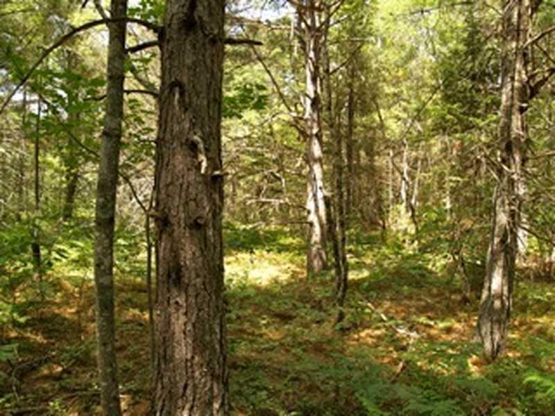 Lot 0 Velvet Road Deblois, ME 04622 - Photo 7 of 23 Land/Lot.