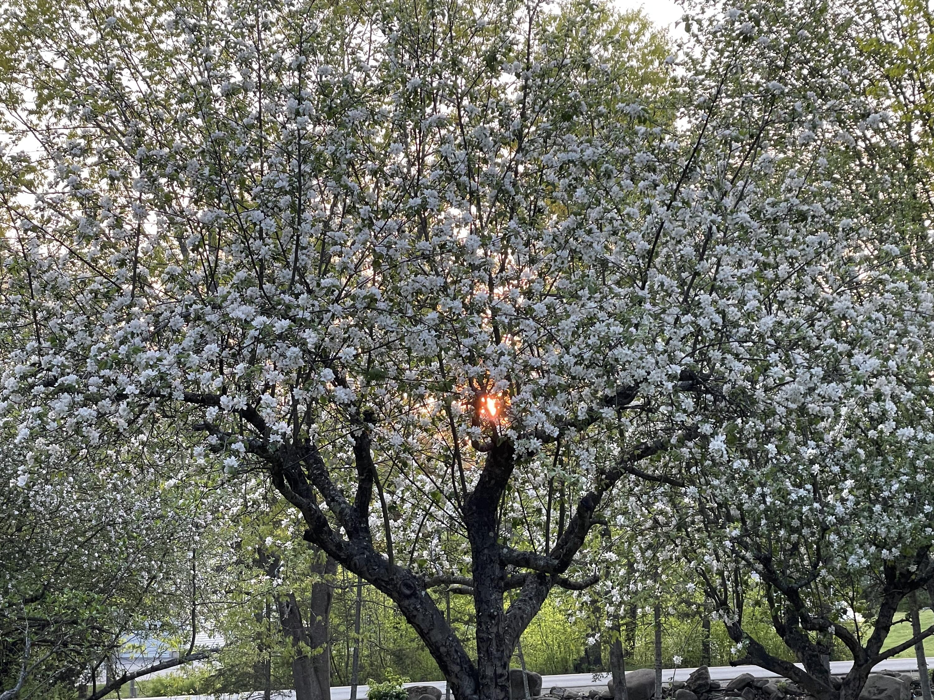 415 Monroe Road Hampden, ME 04444 - Photo 60 of 90 IMG_0313