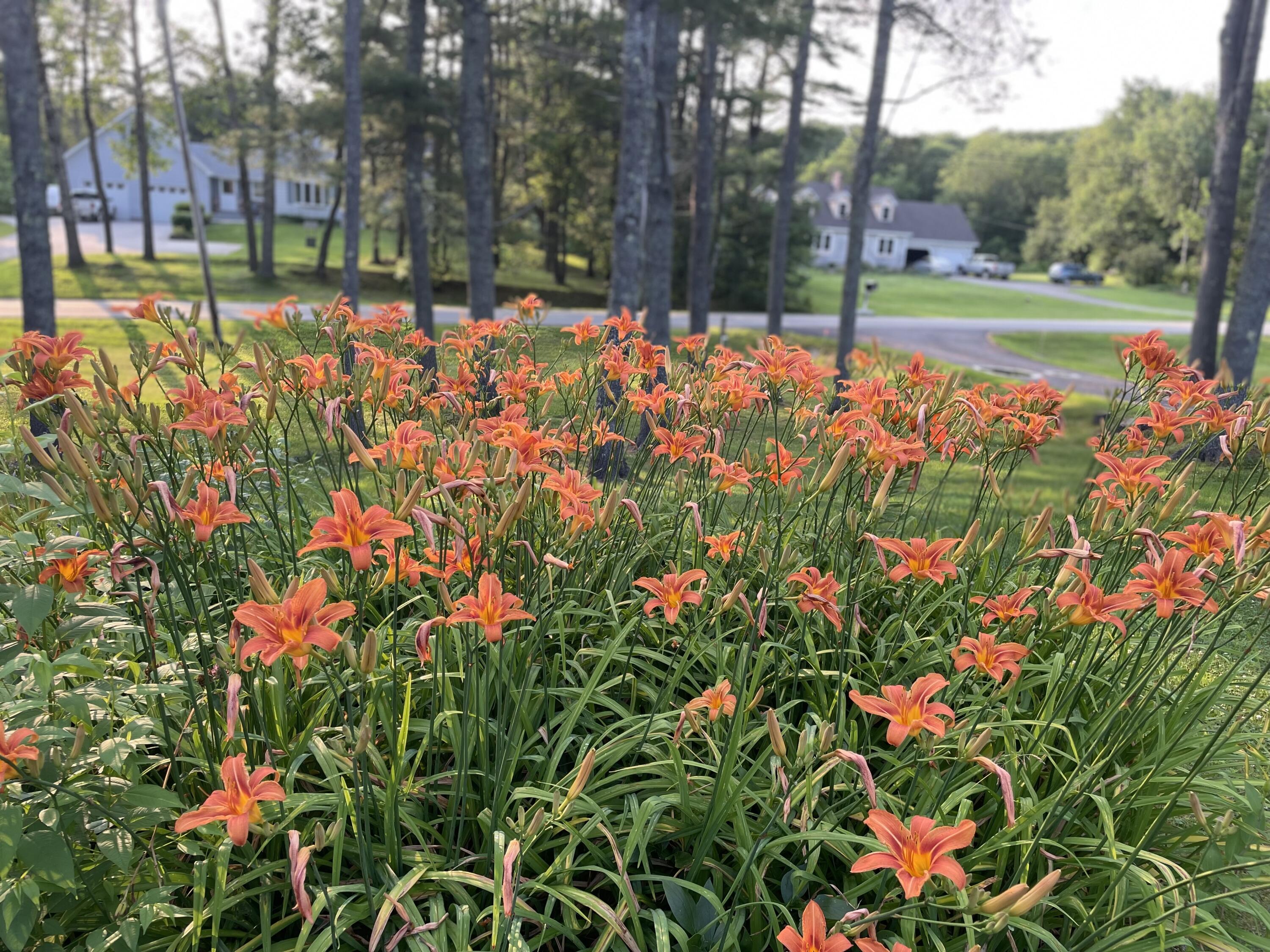 415 Monroe Road Hampden, ME 04444 - Photo 62 of 90 IMG_1880