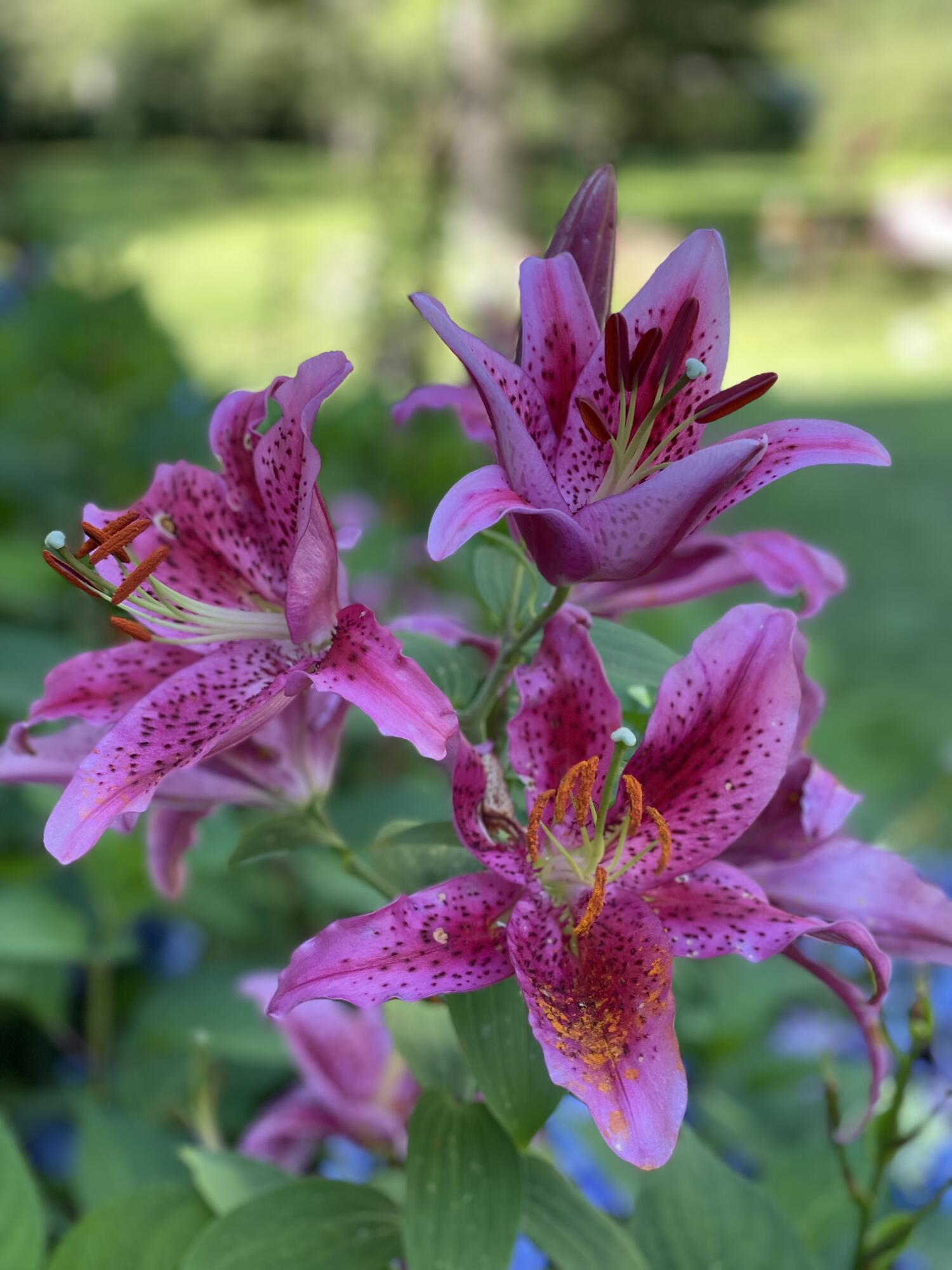 415 Monroe Road Hampden, ME 04444 - Photo 66 of 90 IMG_2375