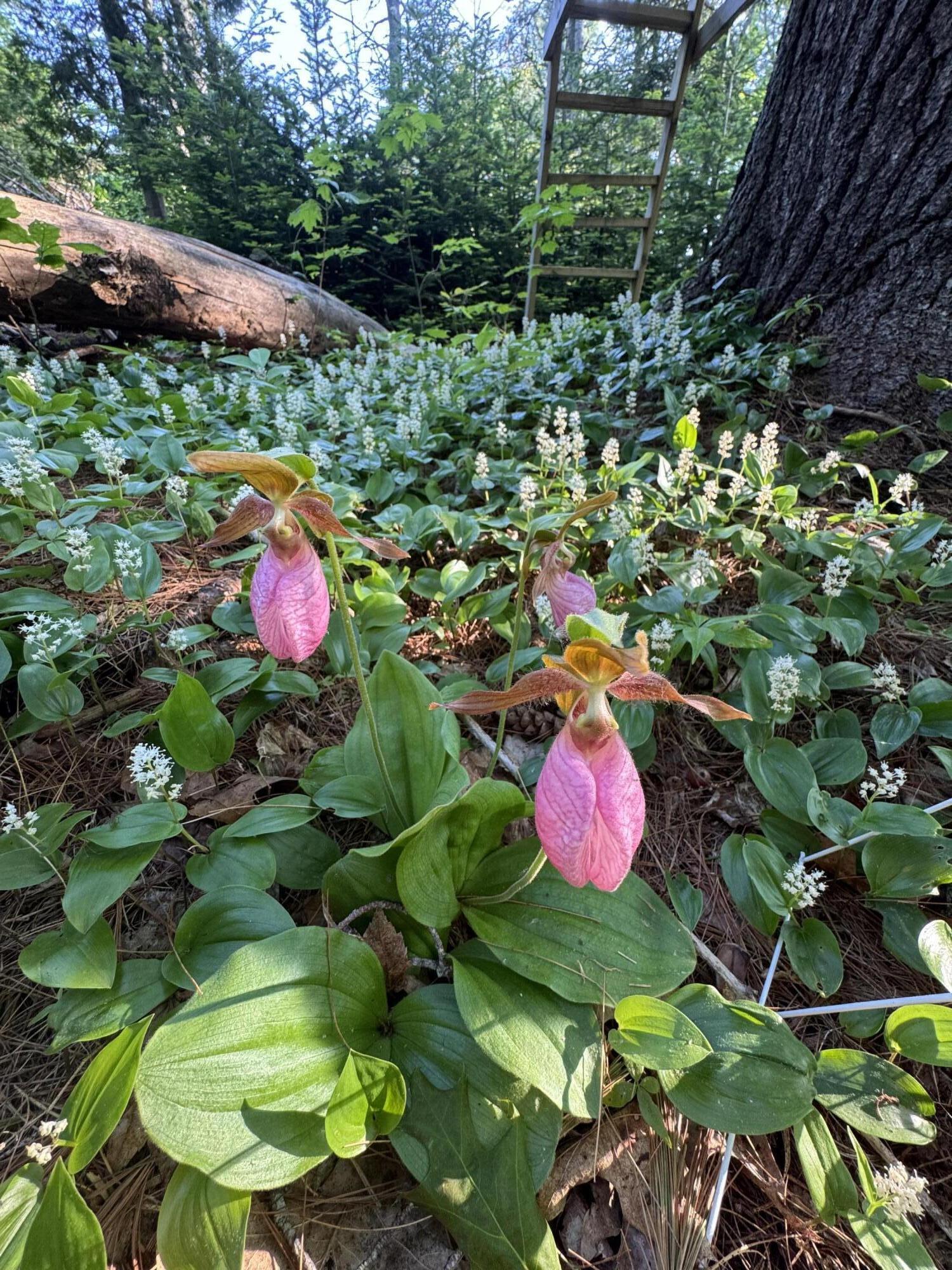 415 Monroe Road Hampden, ME 04444 - Photo 79 of 90 IMG_7397