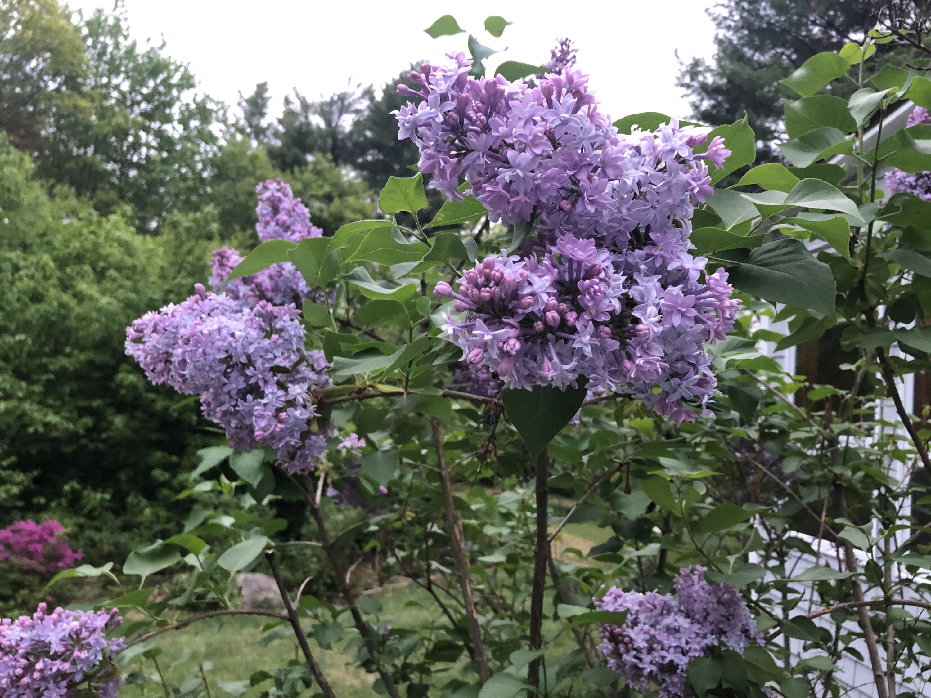 415 Monroe Road Hampden, ME 04444 - Photo 80 of 90 IMG_7806