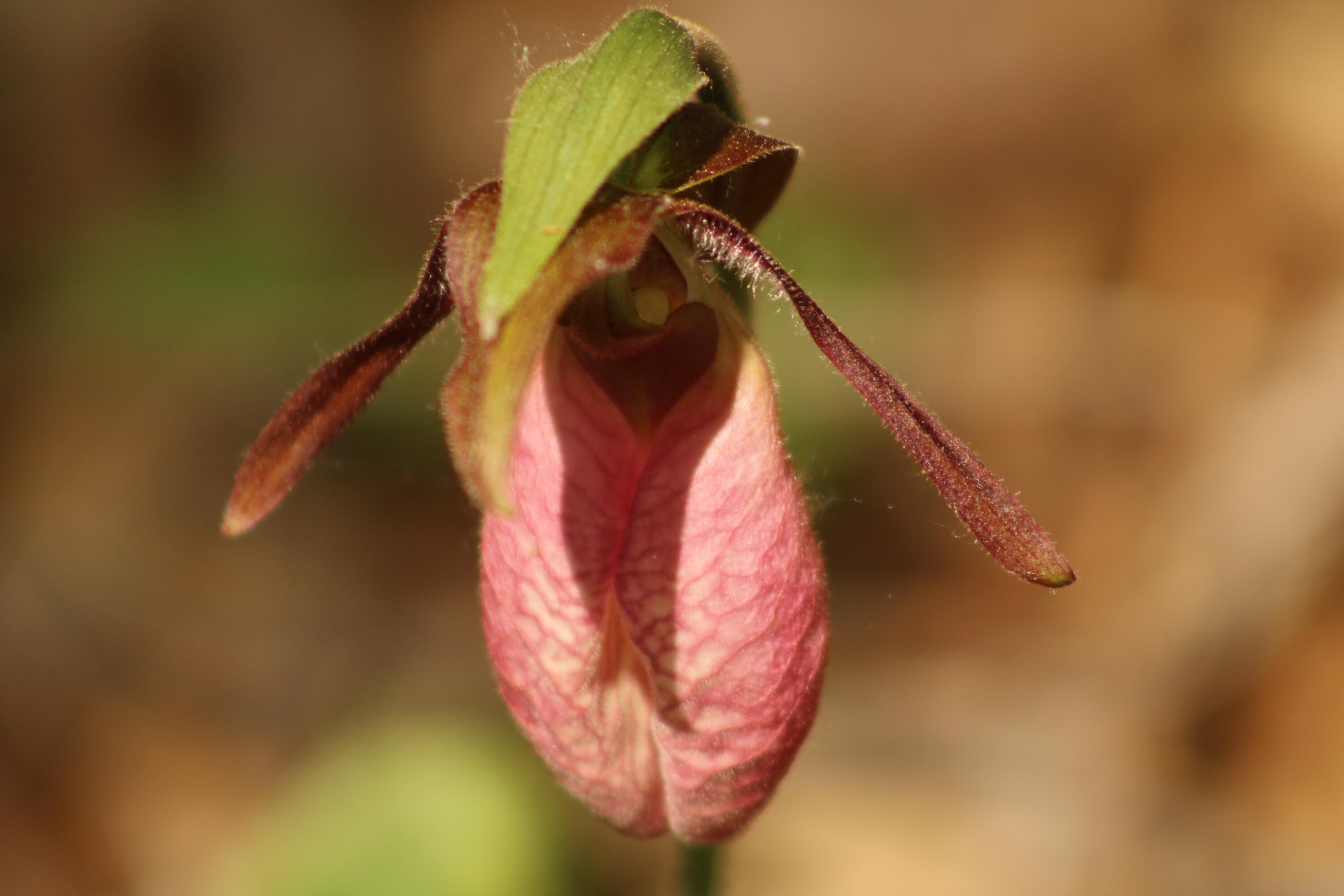 415 Monroe Road Hampden, ME 04444 - Photo 85 of 90 IMG_8571