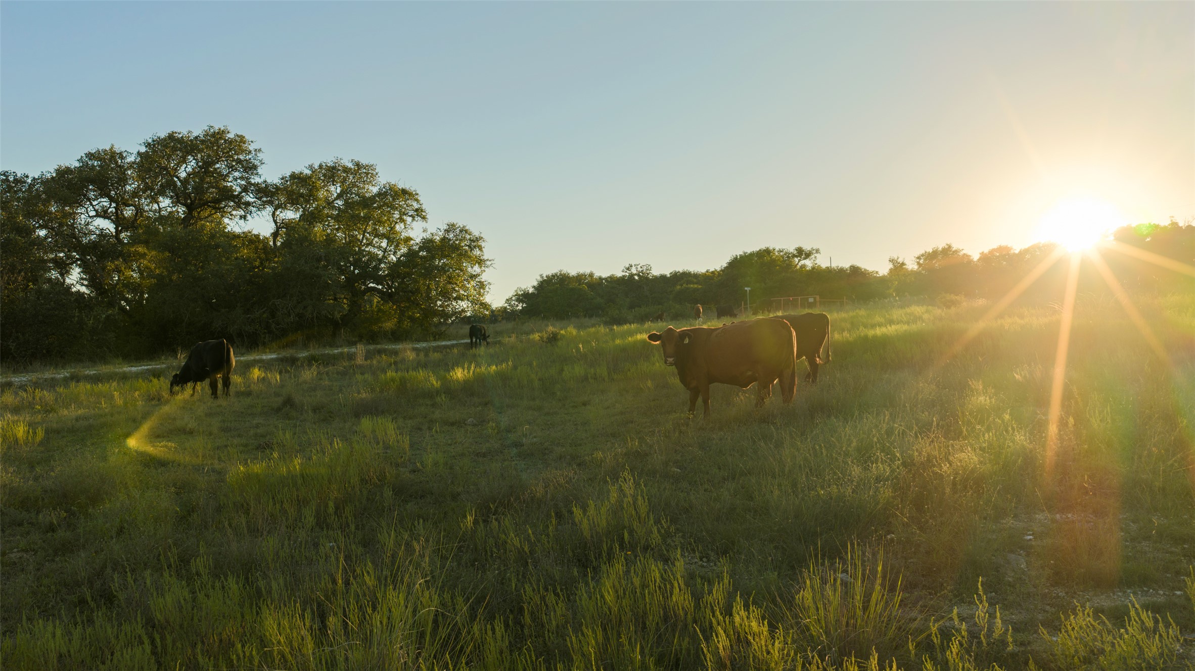 4318 Maenius Road Blanco, TX 78606 - Photo 4 of 11 Golden sunlight bathes rolling green pastures framed by mature trees.