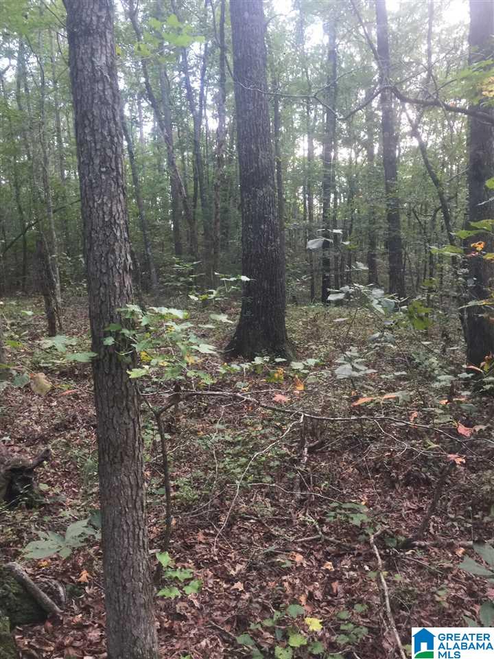 241 Sulphur Springs Road, Unit 9 89 ACRES Lincoln, AL 35096 - Photo 30 of 44