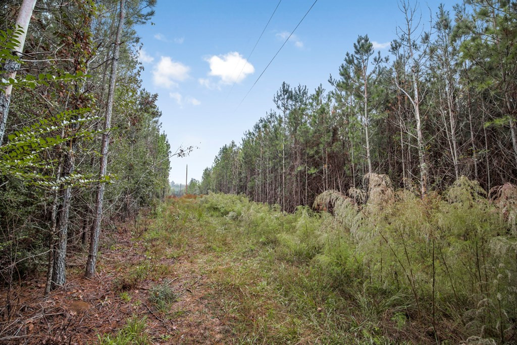 3162 Reeves Road Southeast Bogue Chitto, MS 39629 - Photo 4 of 21 Photo 4
