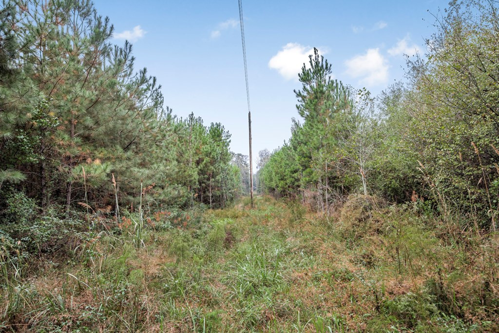 3162 Reeves Road Southeast Bogue Chitto, MS 39629 - Photo 5 of 21 Photo 5