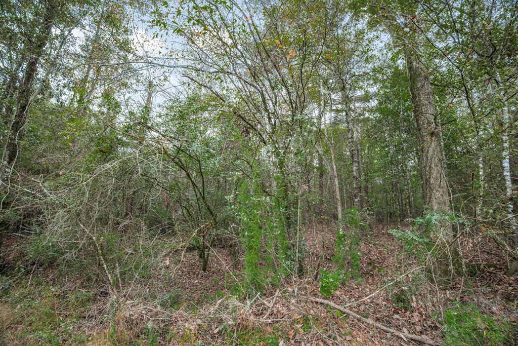 3162 Reeves Road Southeast Bogue Chitto, MS 39629 - Photo 9 of 21 Photo 9