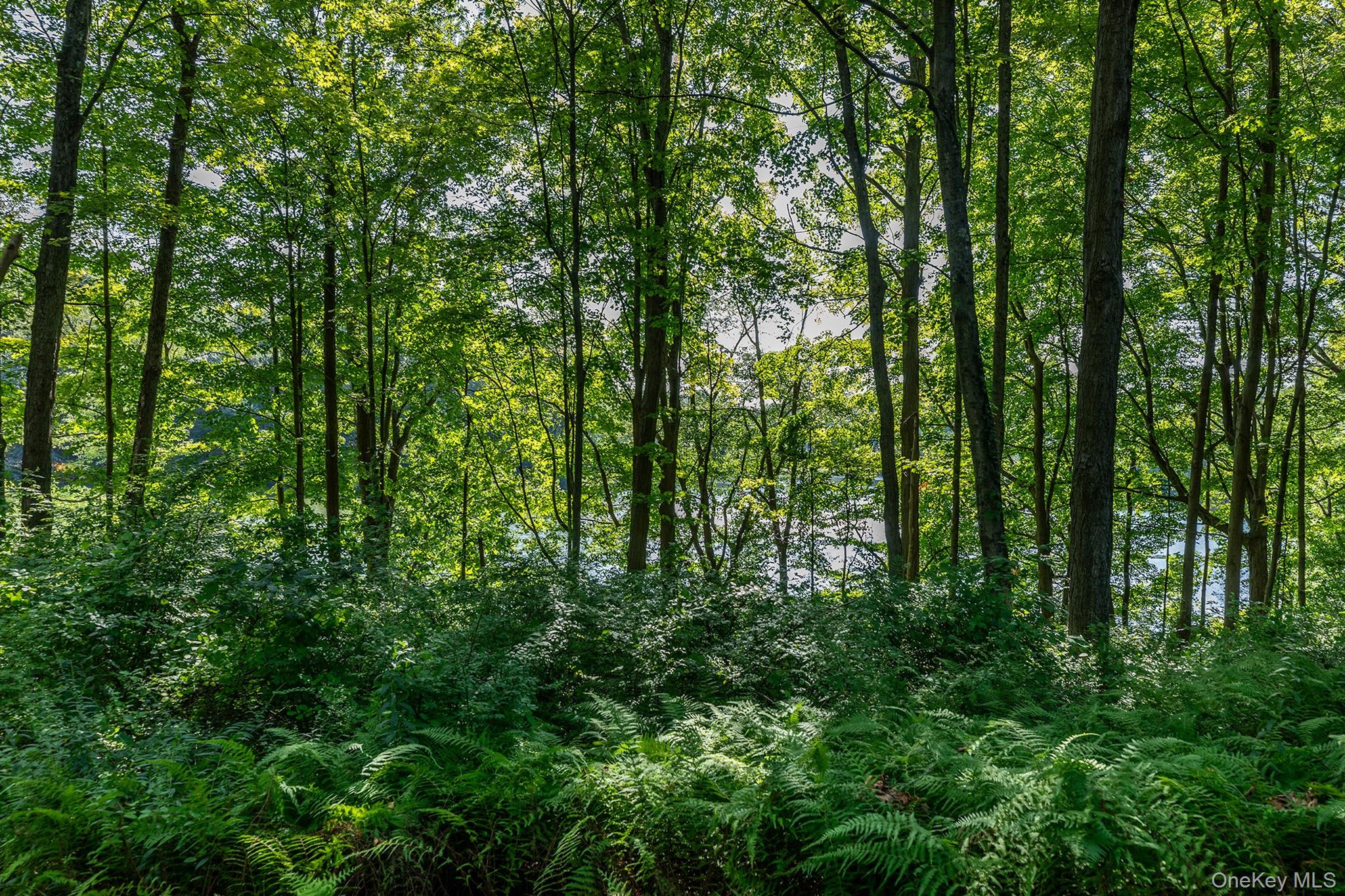 Undisclosed Address Brewster, NY 10509 - Photo 35 of 39 a view of forest