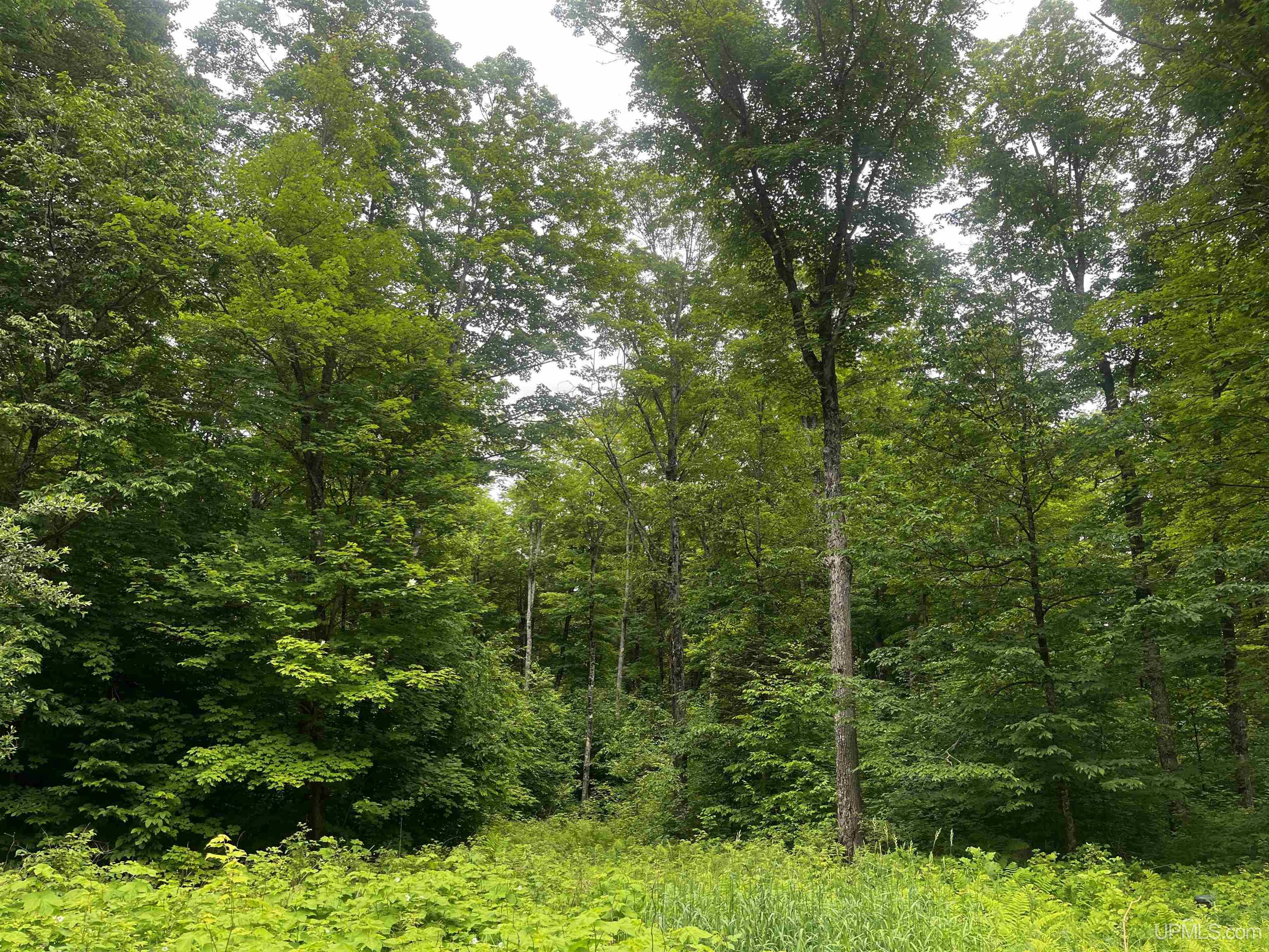 40-acres The Grade Road Crystal Falls, MI 49920 - Photo 28 of 39