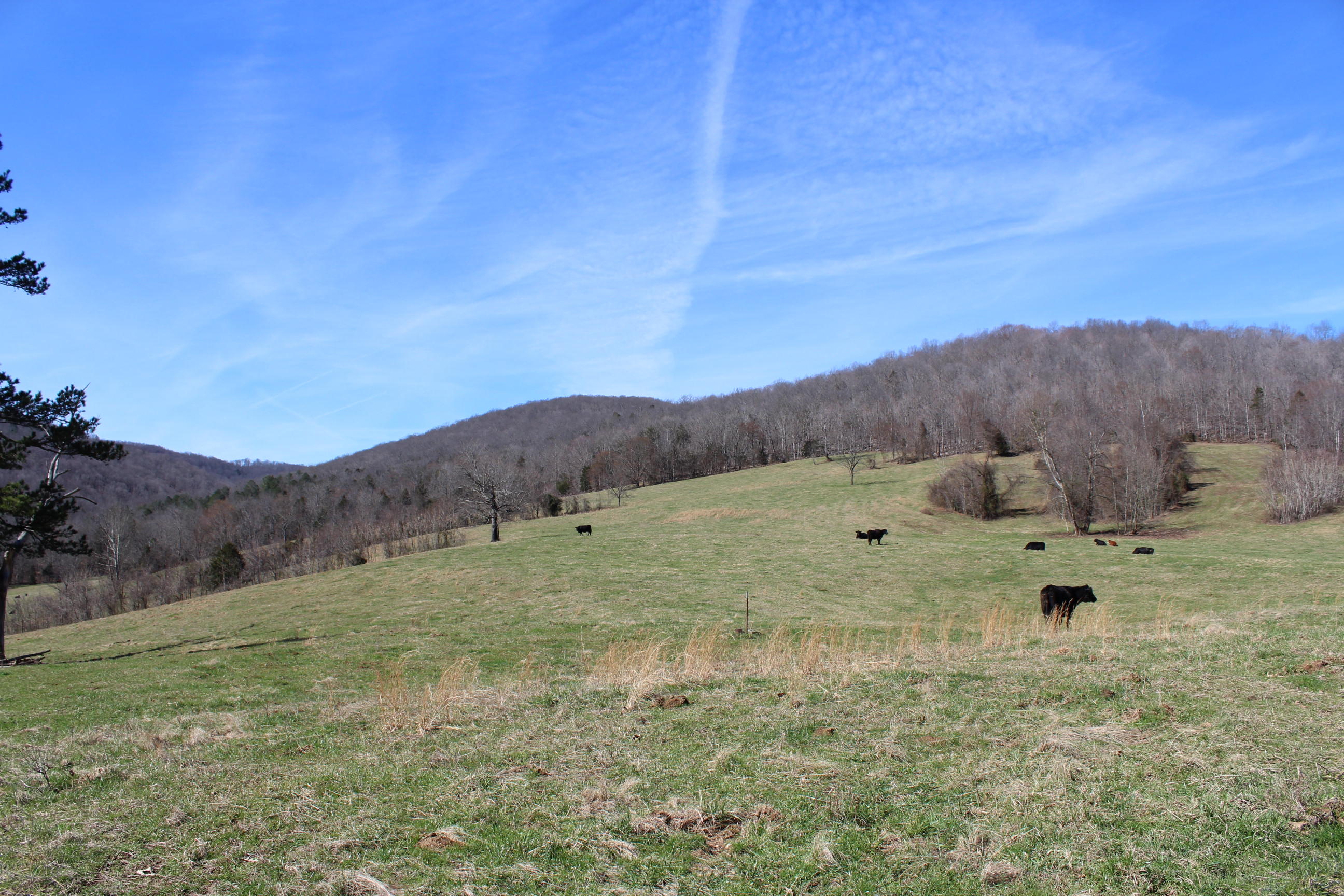 Manson Road Jamestown, TN 38556 - Photo 8 of 21 008