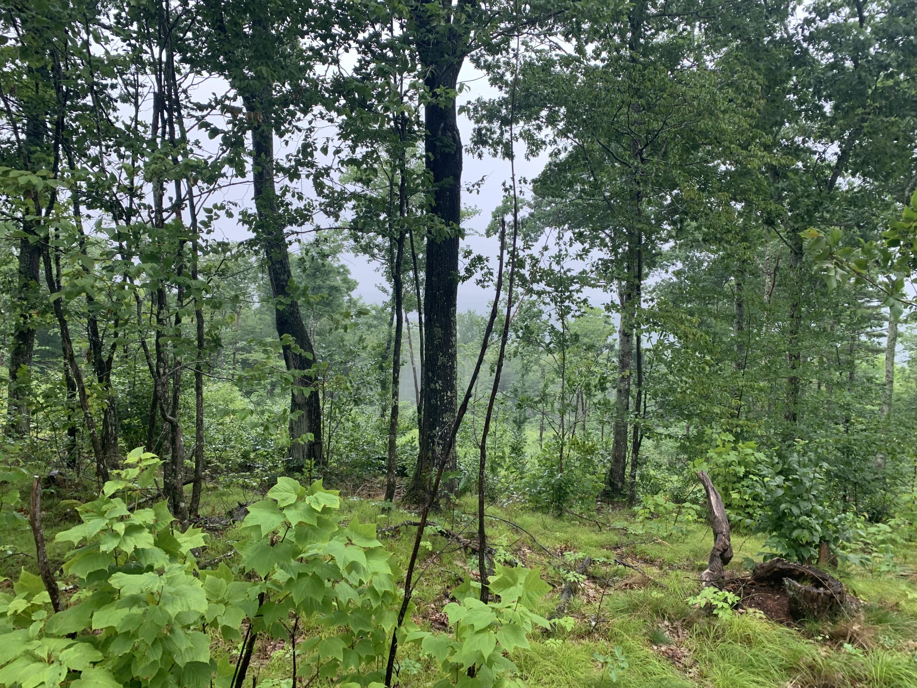 0 Barrett Hill Road Union, ME 04862 - Photo 6 of 11 IMG_8811