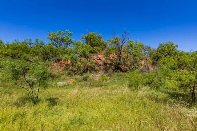 a view of a bunch of trees and bushes