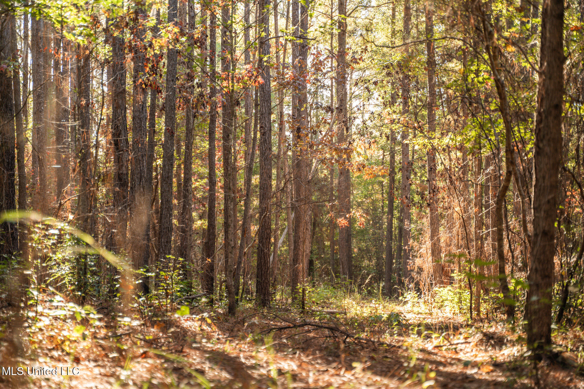 Lake View Meridian, MS 39301 - Photo 2 of 21 DSC07450