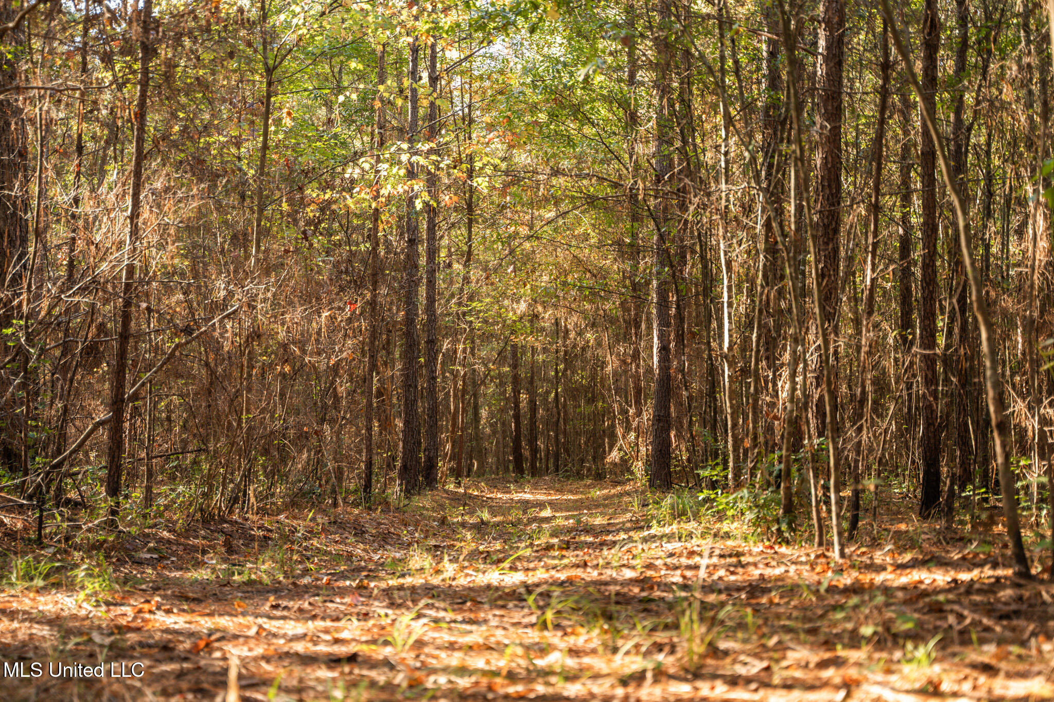 Lake View Meridian, MS 39301 - Photo 3 of 21 DSC07448