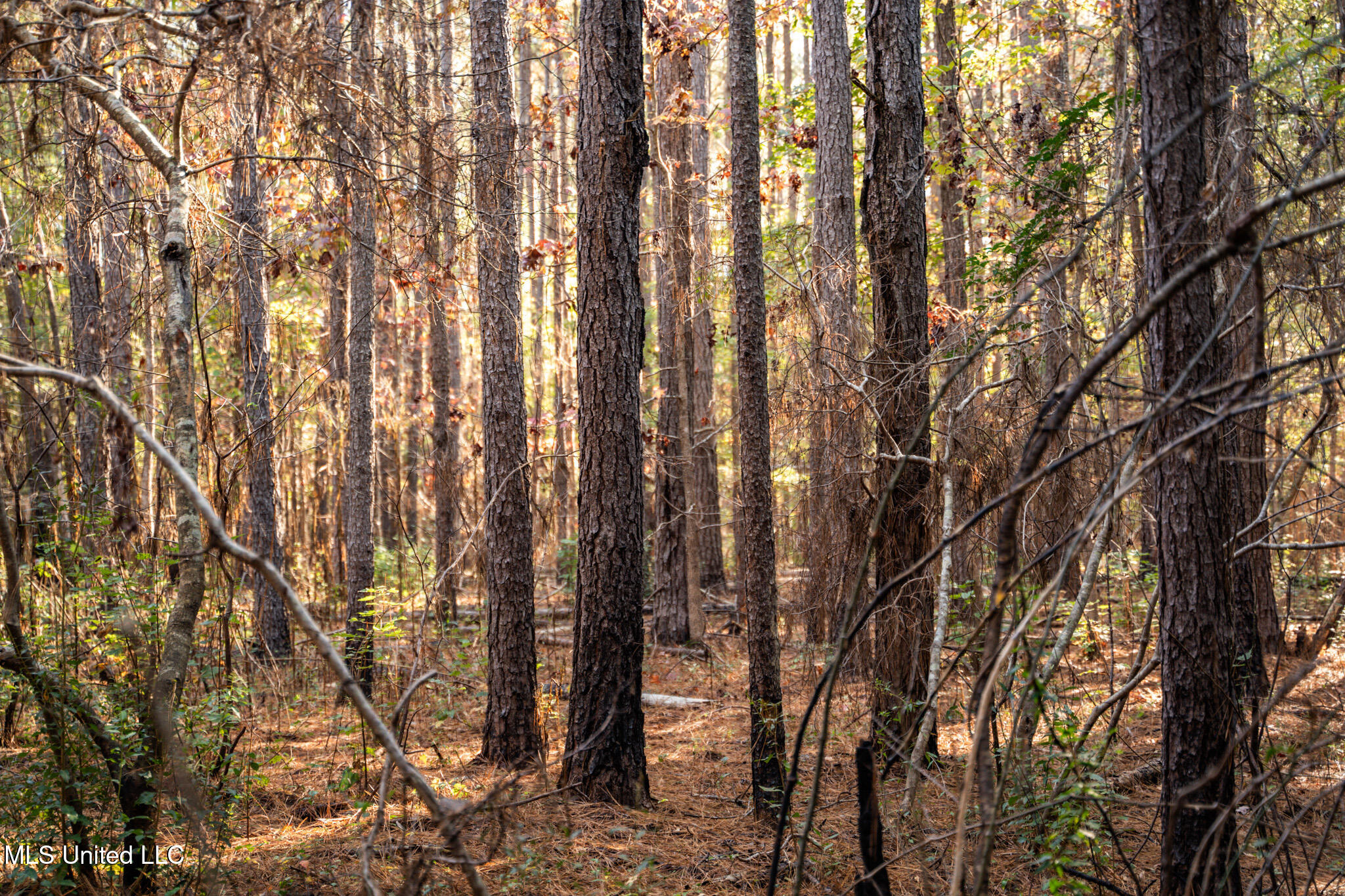 Lake View Meridian, MS 39301 - Photo 4 of 21 DSC07447