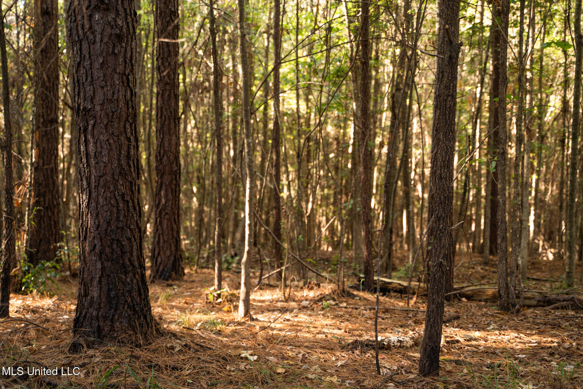 Lake View Meridian, MS 39301 - Photo 5 of 21 DSC07446