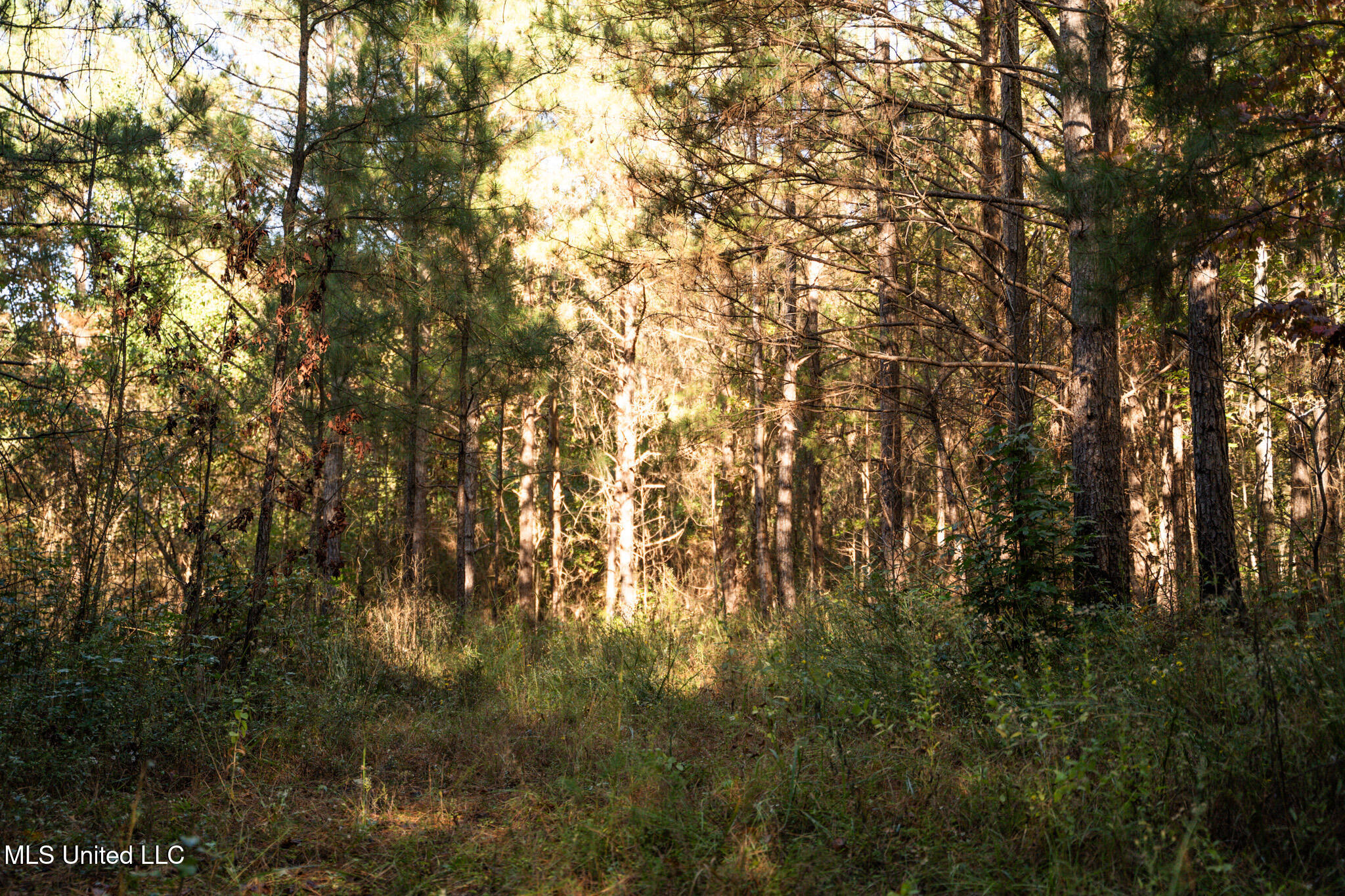 Lake View Meridian, MS 39301 - Photo 6 of 21 DSC07438