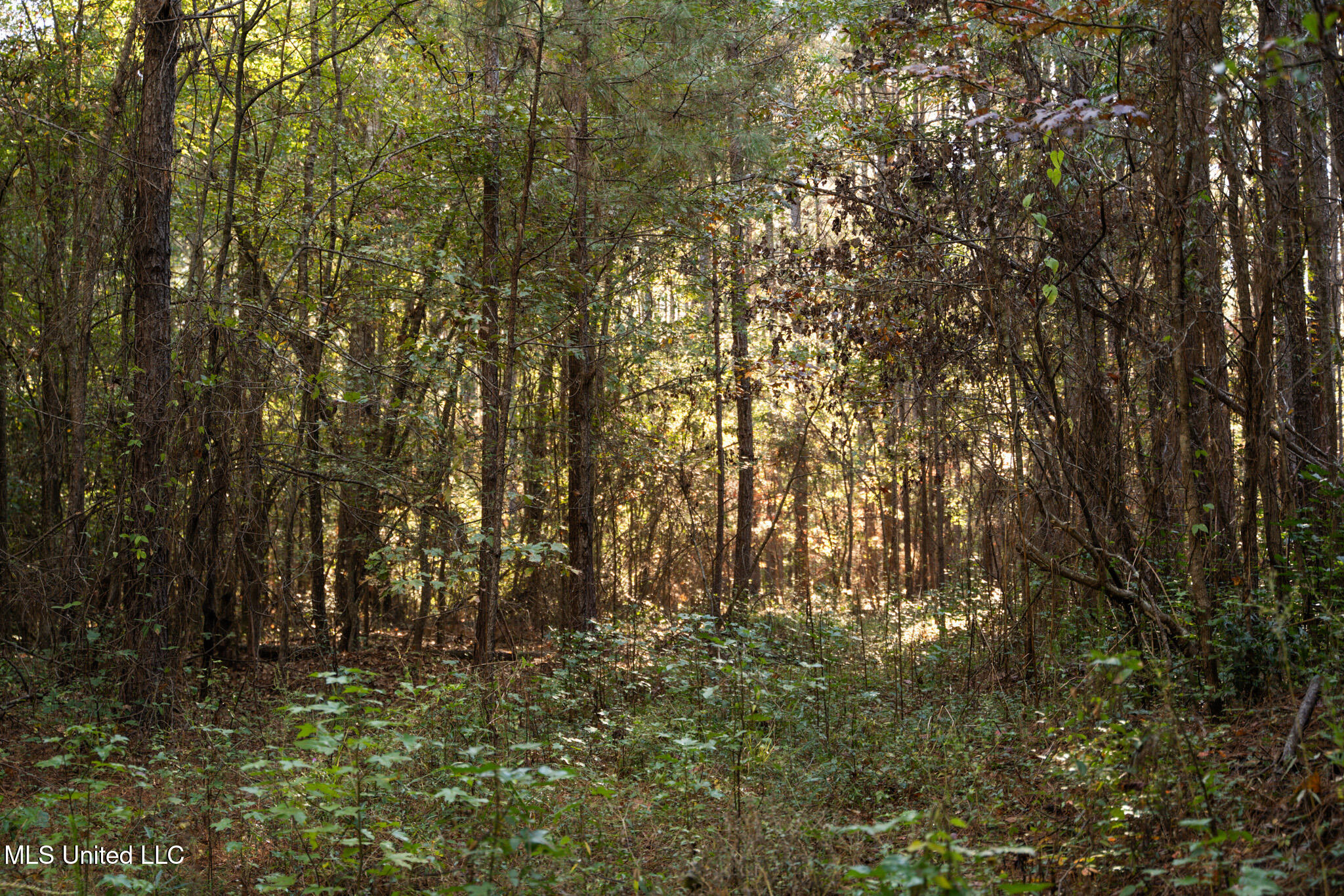 Lake View Meridian, MS 39301 - Photo 7 of 21 DSC07437