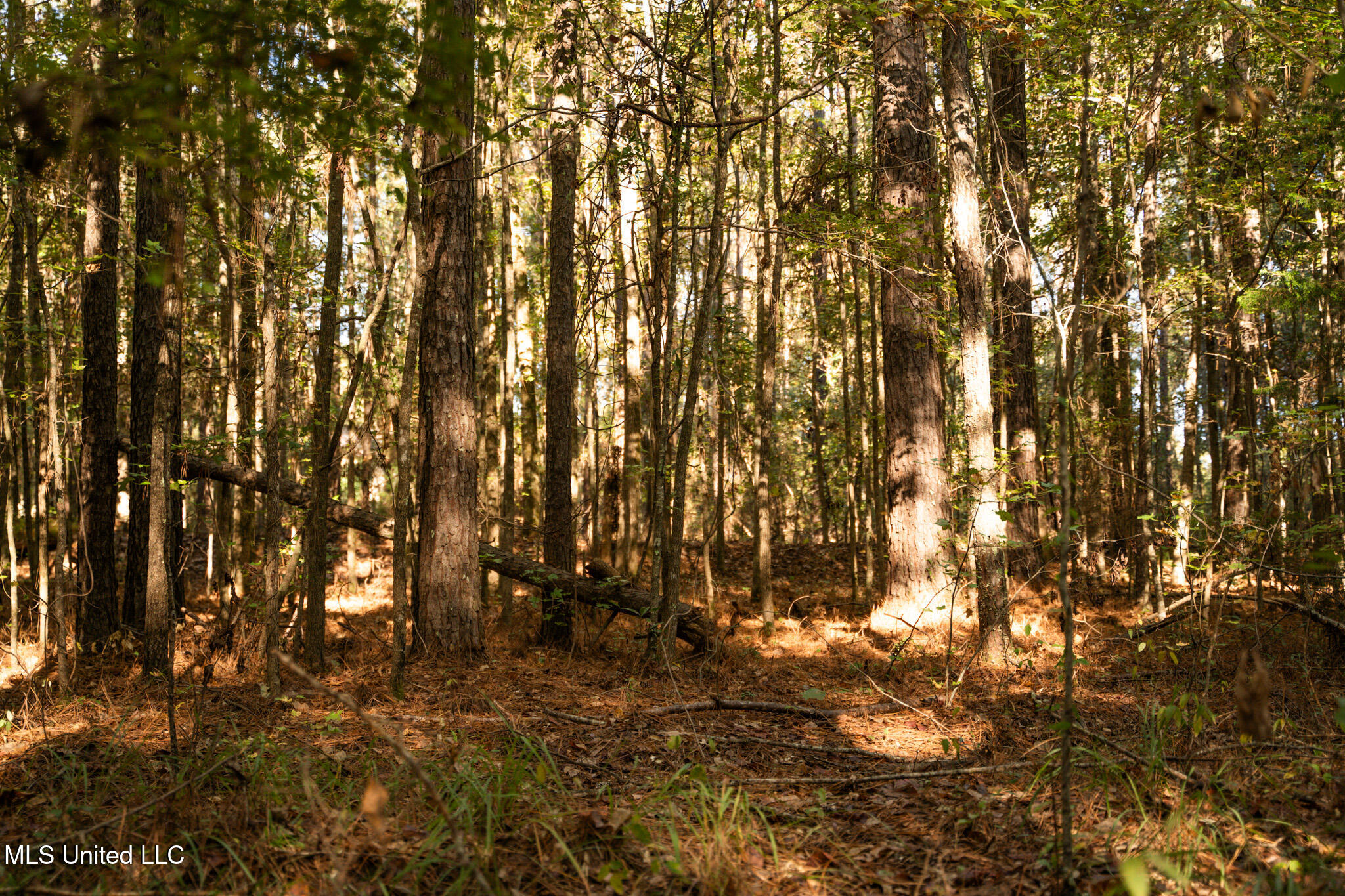 Lake View Meridian, MS 39301 - Photo 8 of 21 DSC07431