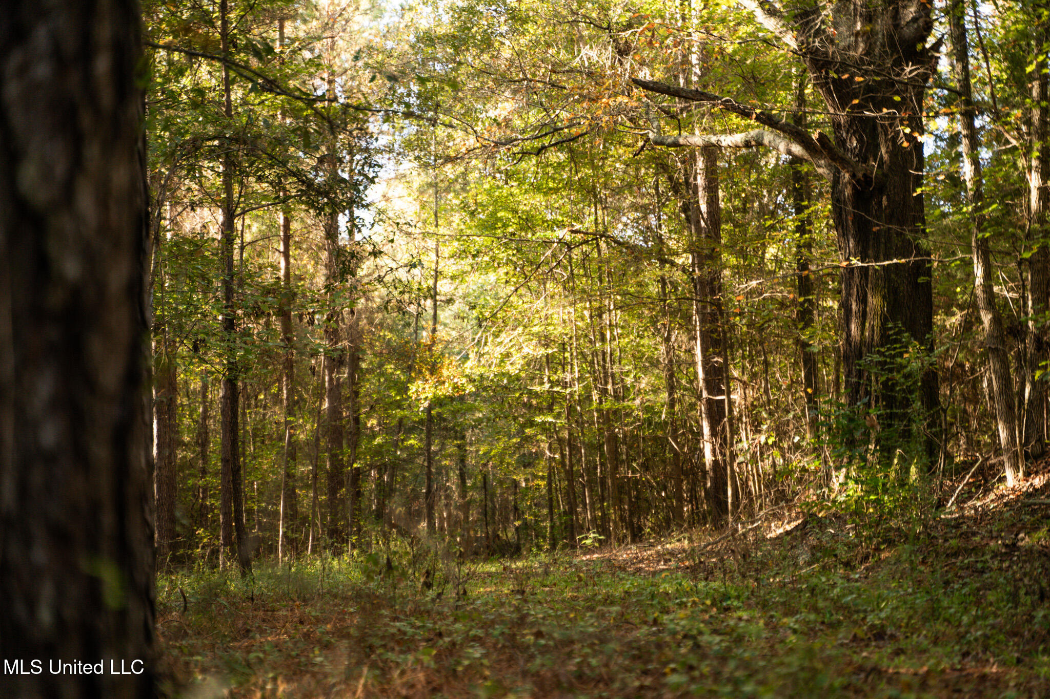 Lake View Meridian, MS 39301 - Photo 9 of 21 DSC07428