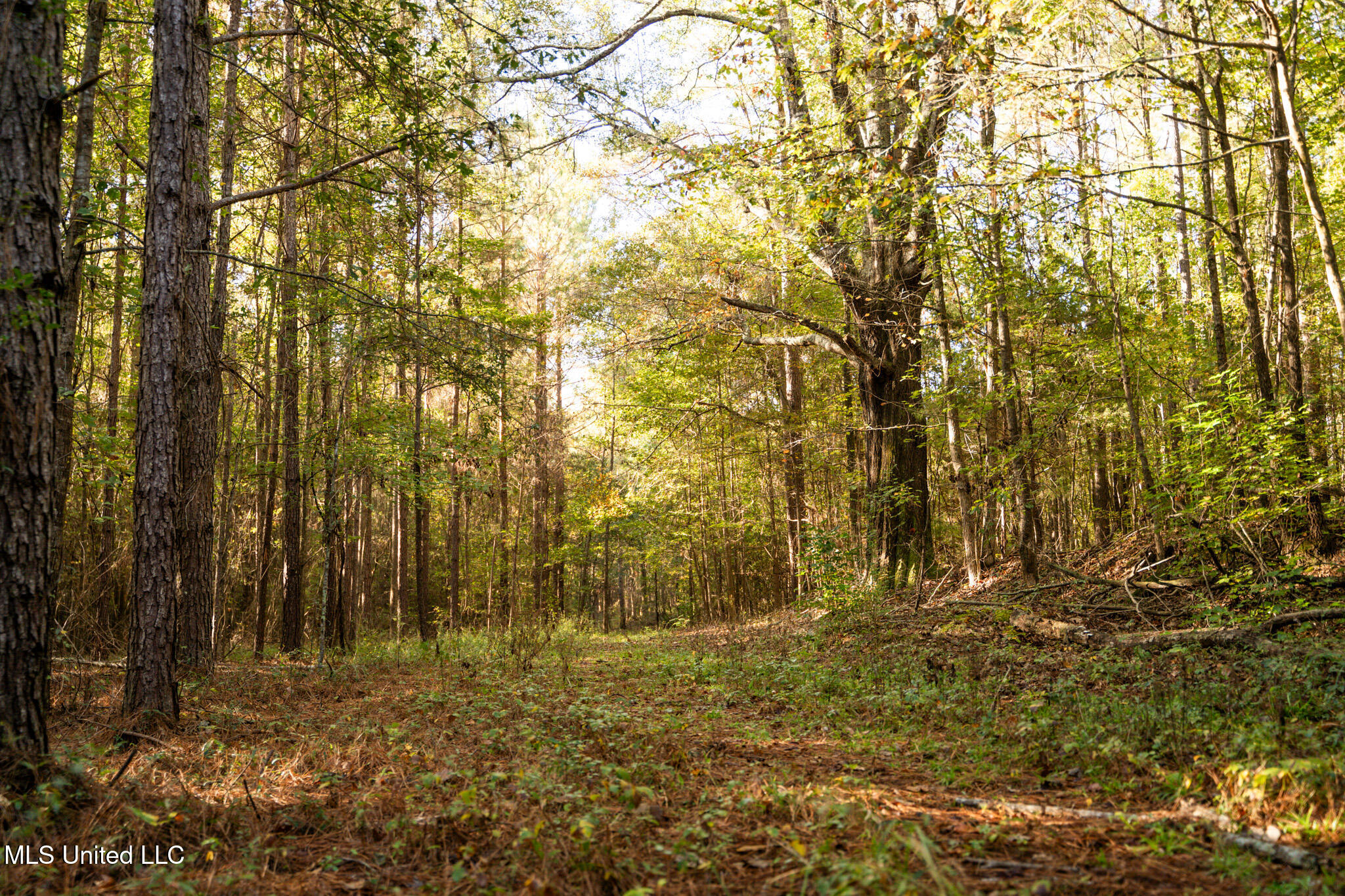 Lake View Meridian, MS 39301 - Photo 10 of 21 DSC07426