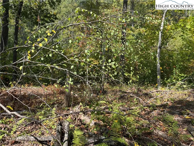 a view of a tree with a plant