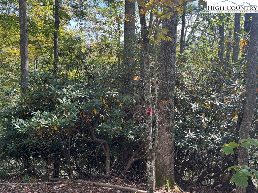 Lot 18 Jackson Ridge Road Boone, NC 28607 - Photo 15 of 20 a close up of a tree
