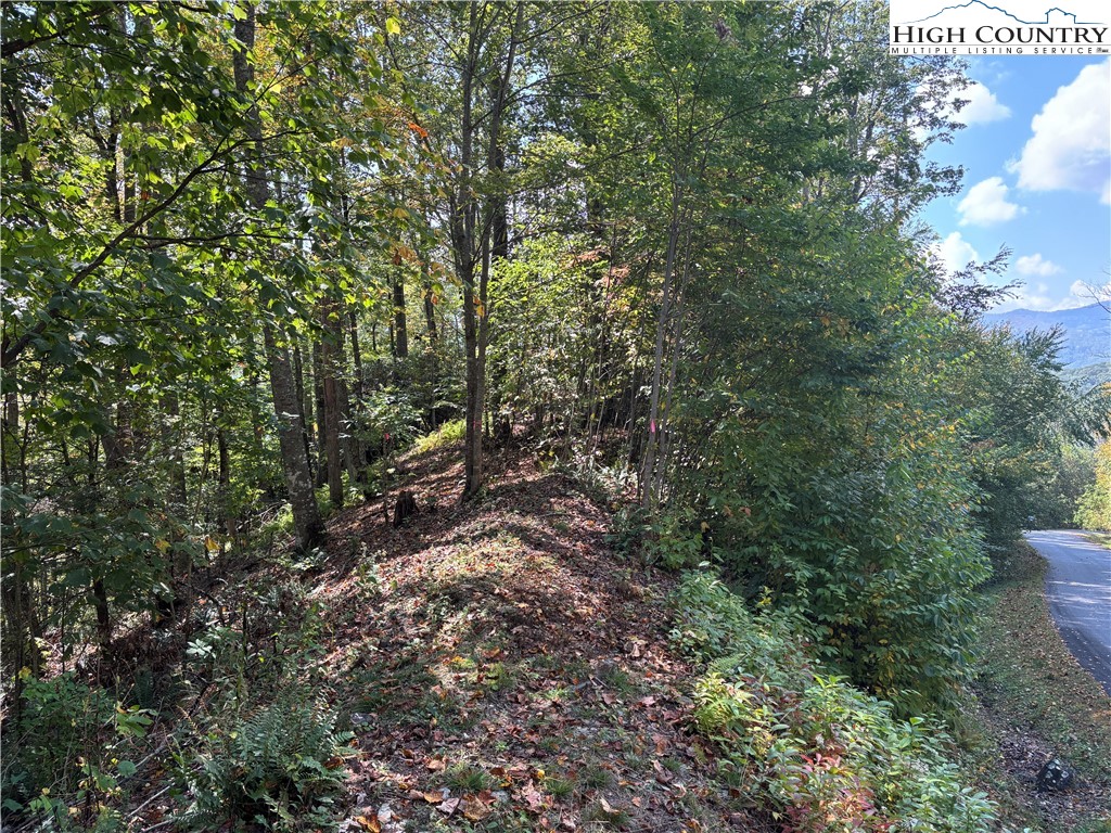 Lot 18 Jackson Ridge Road Boone, NC 28607 - Photo 4 of 20 a view of a forest with lots of trees