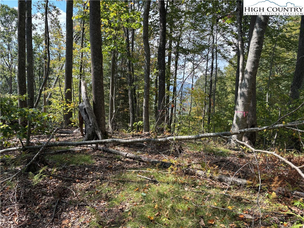 Lot 18 Jackson Ridge Road Boone, NC 28607 - Photo 10 of 20 a view of a covered with trees in the forest