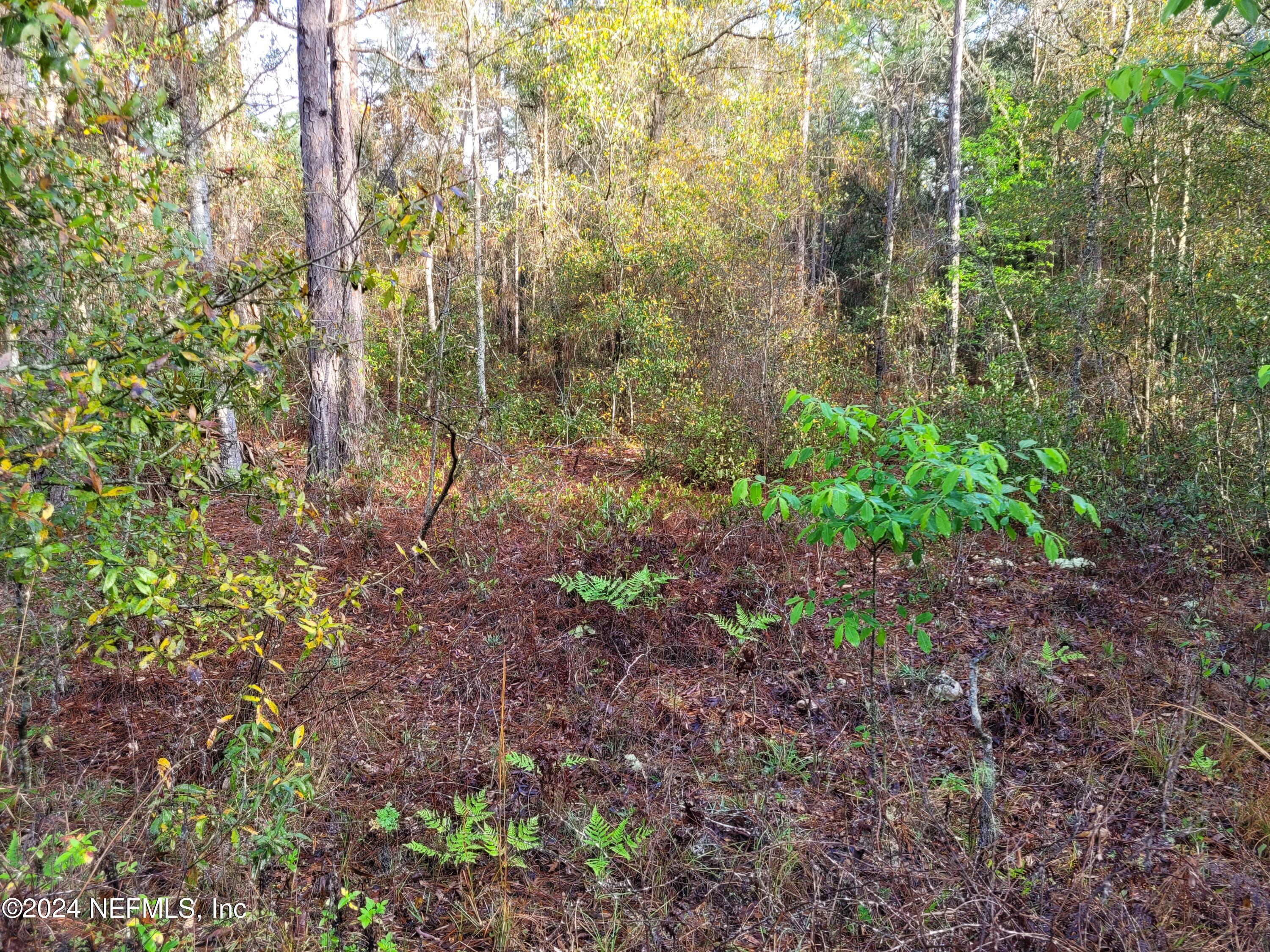 6208 Hunter Avenue Keystone Heights, FL 32656 - Photo 2 of 3 a view of a forest with trees