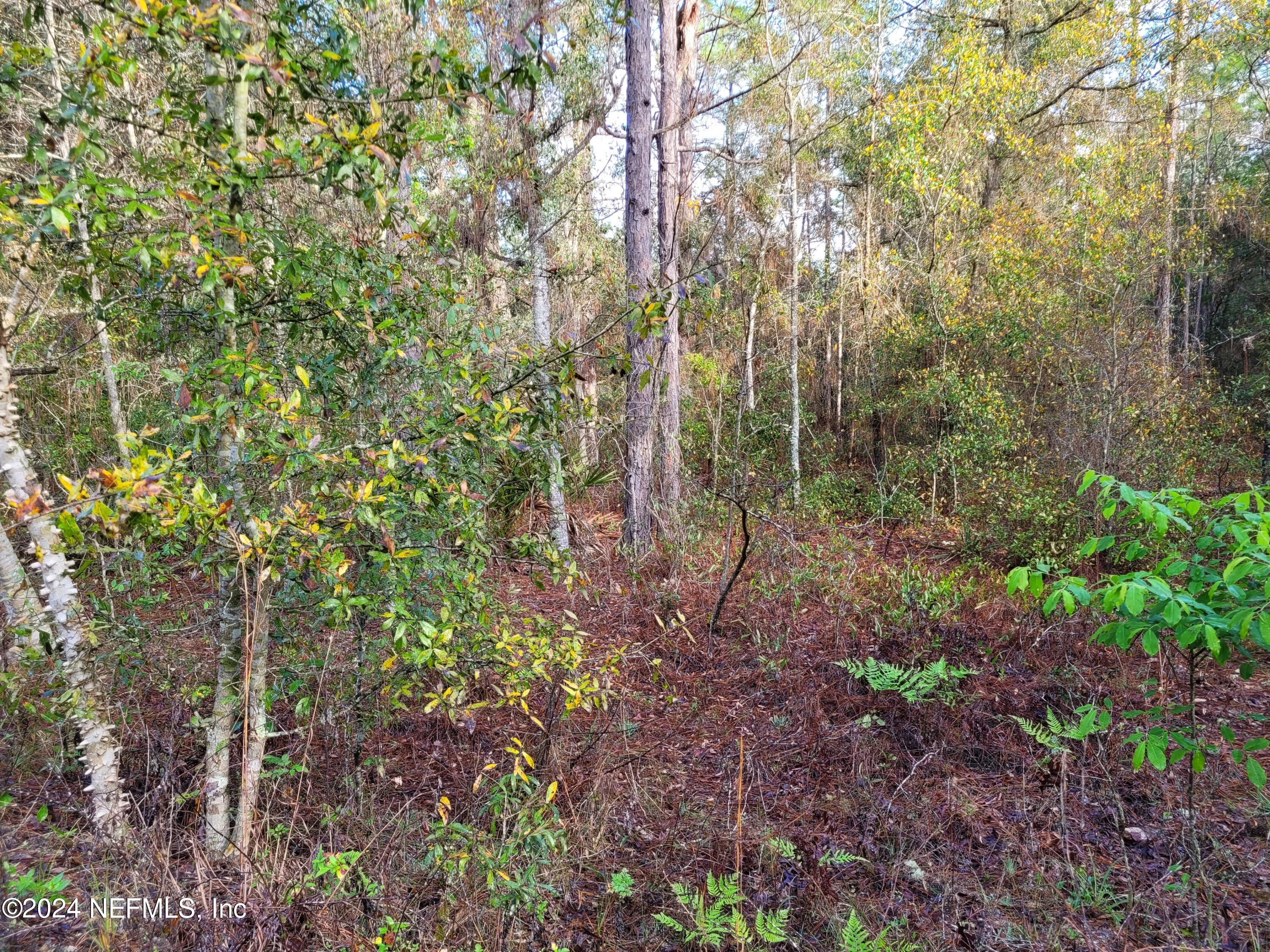6208 Hunter Avenue Keystone Heights, FL 32656 - Photo 3 of 3 a view of forest