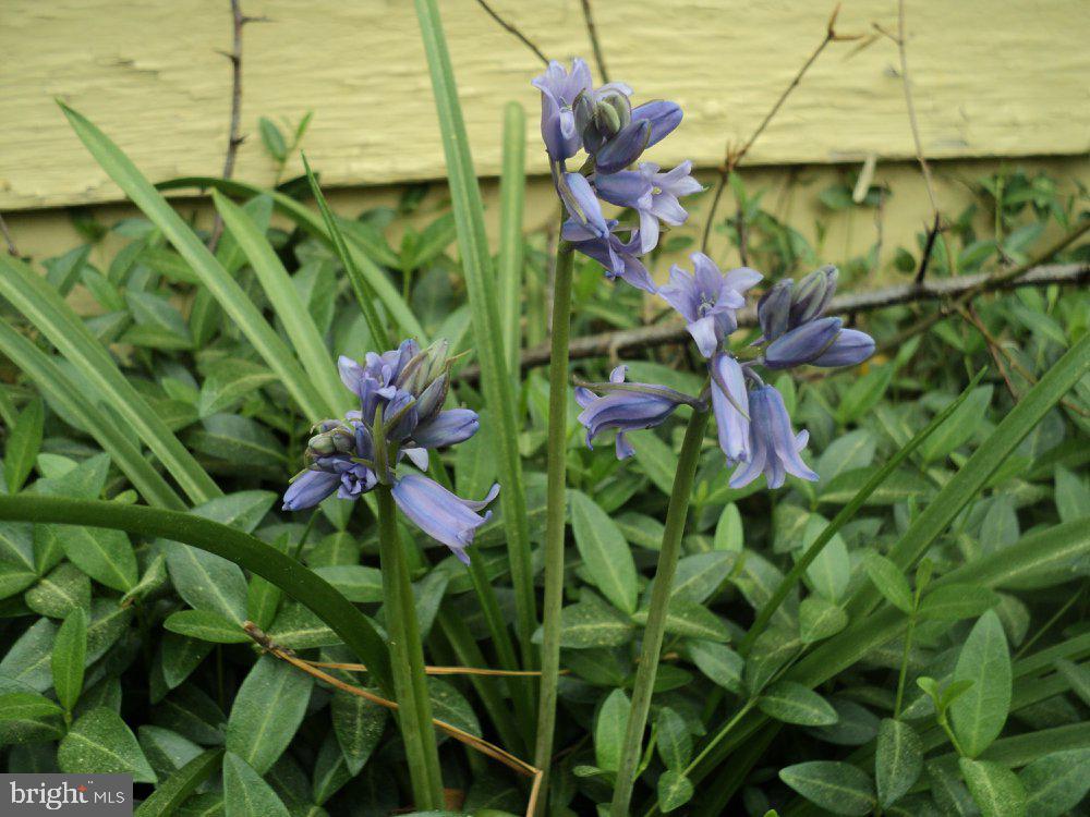 4309 Lewiston Road Bumpass, VA 23024 - Photo 29 of 50 Many Flowers from 1800's