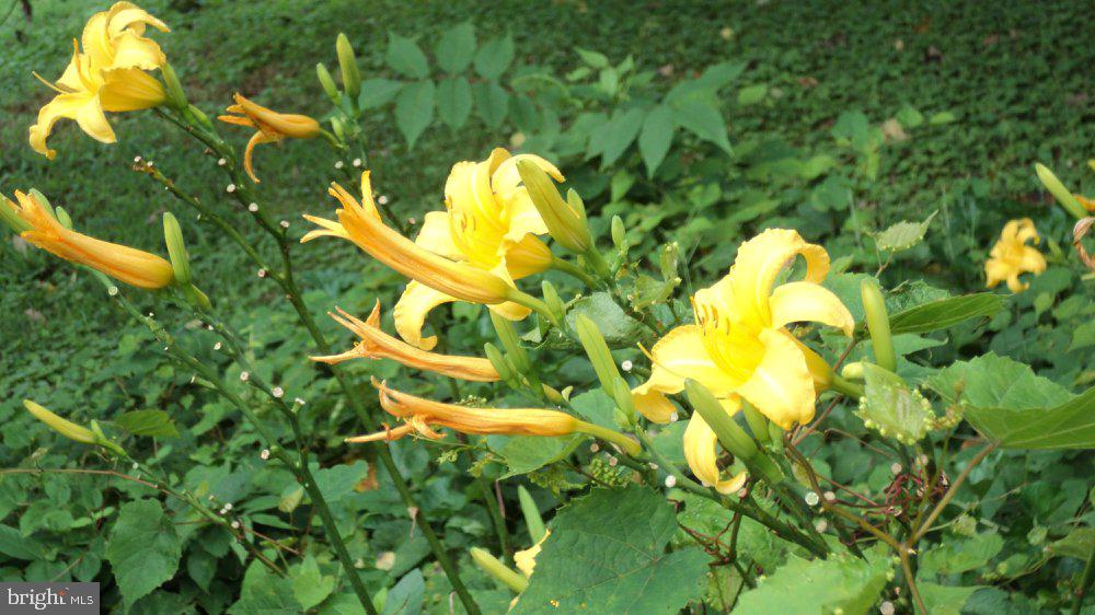 4309 Lewiston Road Bumpass, VA 23024 - Photo 33 of 50 Many original flowers from times gone by