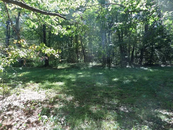 a big yard with lots of green space and fountain